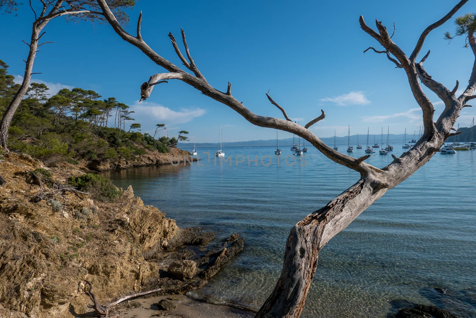 Discovery of the island of Porquerolles in summer. Deserted beaches and pine trees in this landscape of the French Riviera, Var.