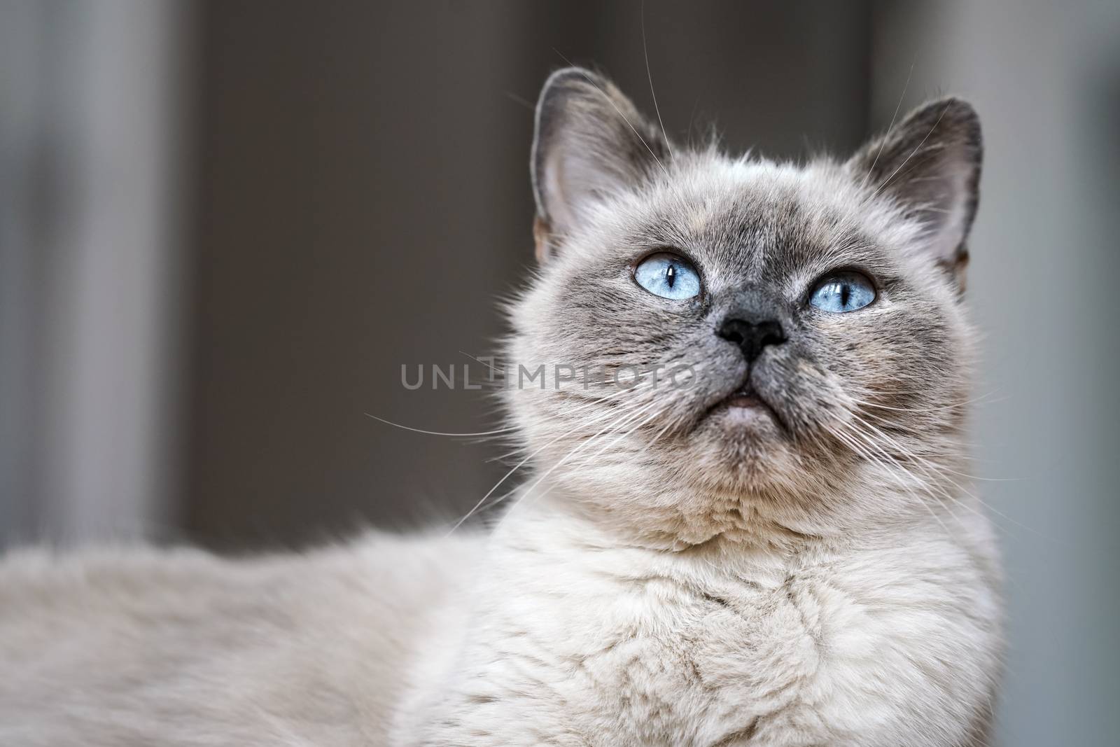 Older gray cat with piercing blue eyes, closeup detail by Ivanko