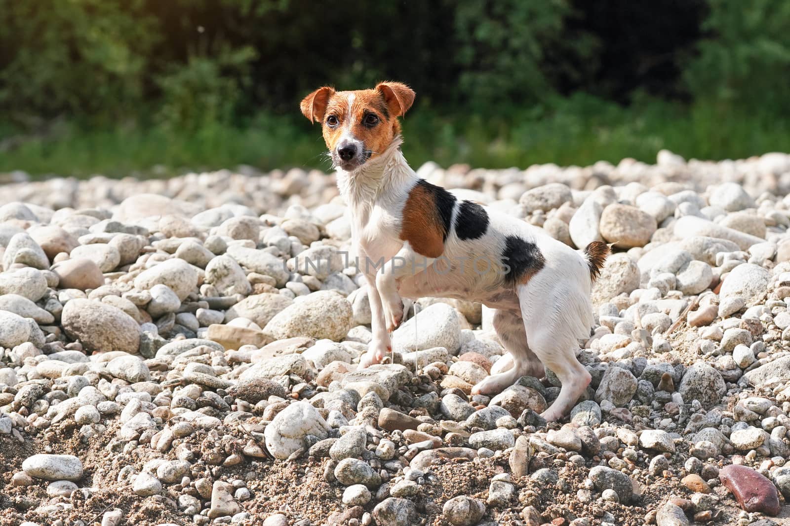 Small Jack Russell terrier walking by the river, her fur wet from swimming, one leg up, looking curious by Ivanko