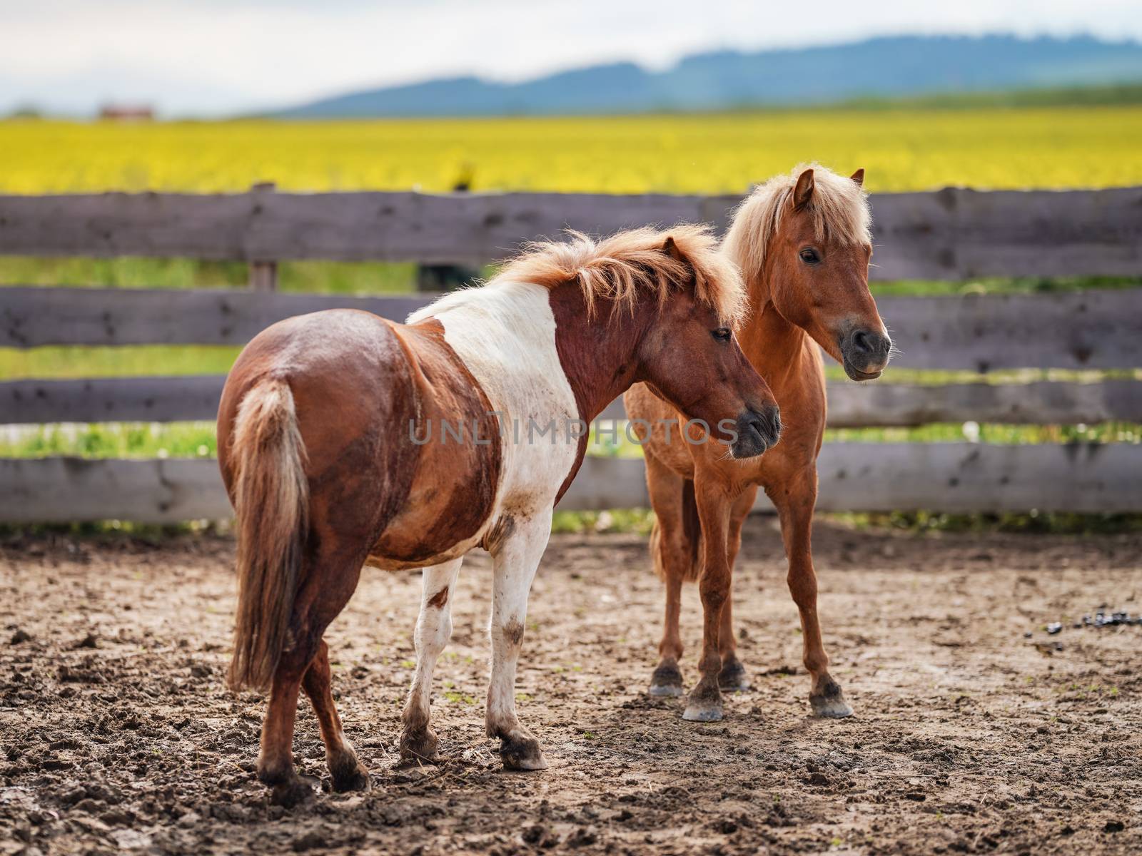 Two small brown and white pony horses on muddy ground, blurred yellow field background by Ivanko