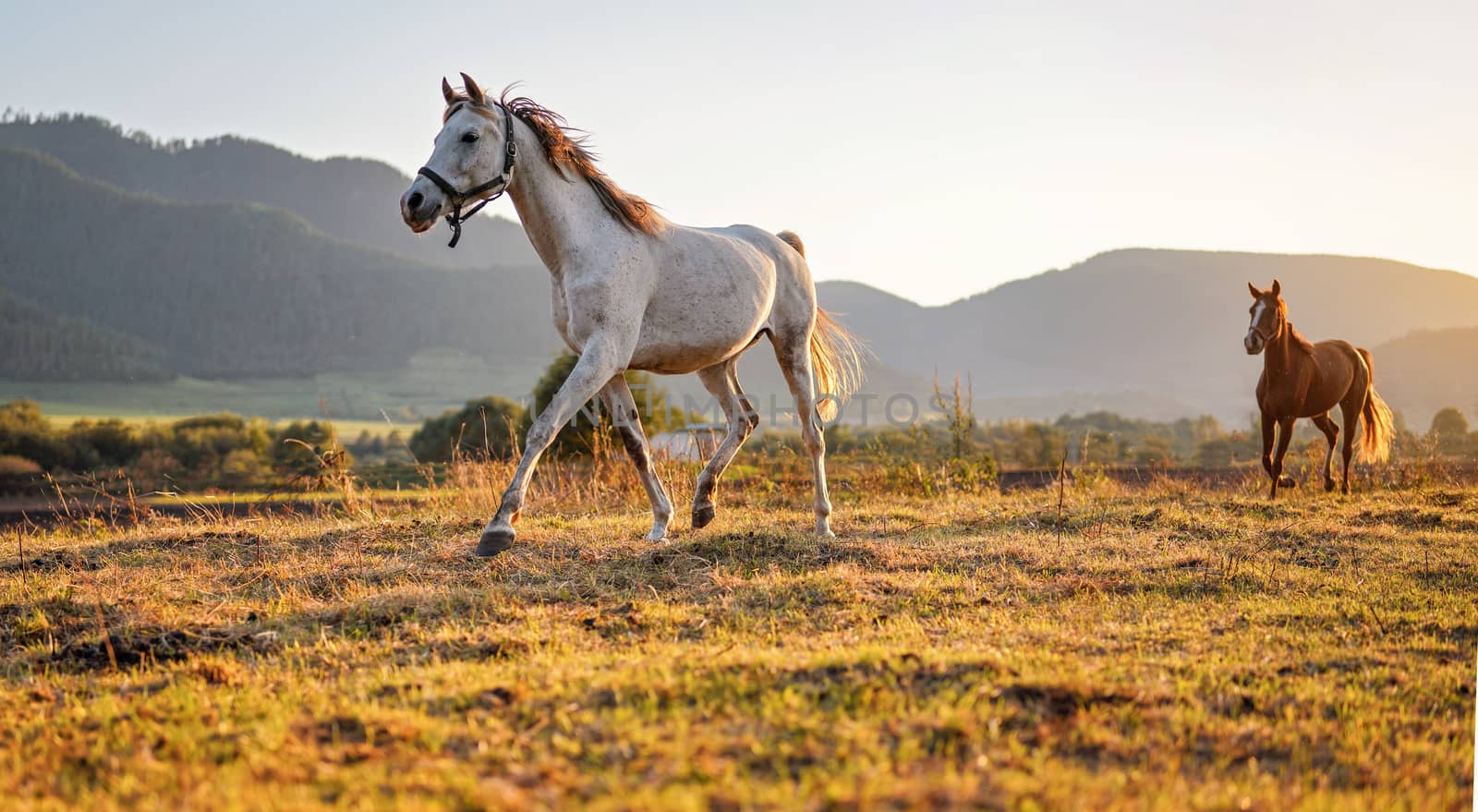 White Arabian horse walking on grass field another brown one behind, afternoon sun shines in background.