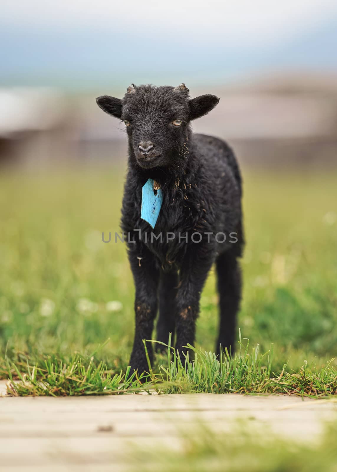 Small black ouessant or Ushant sheep lamb on green spring grass, blue tag on neck.