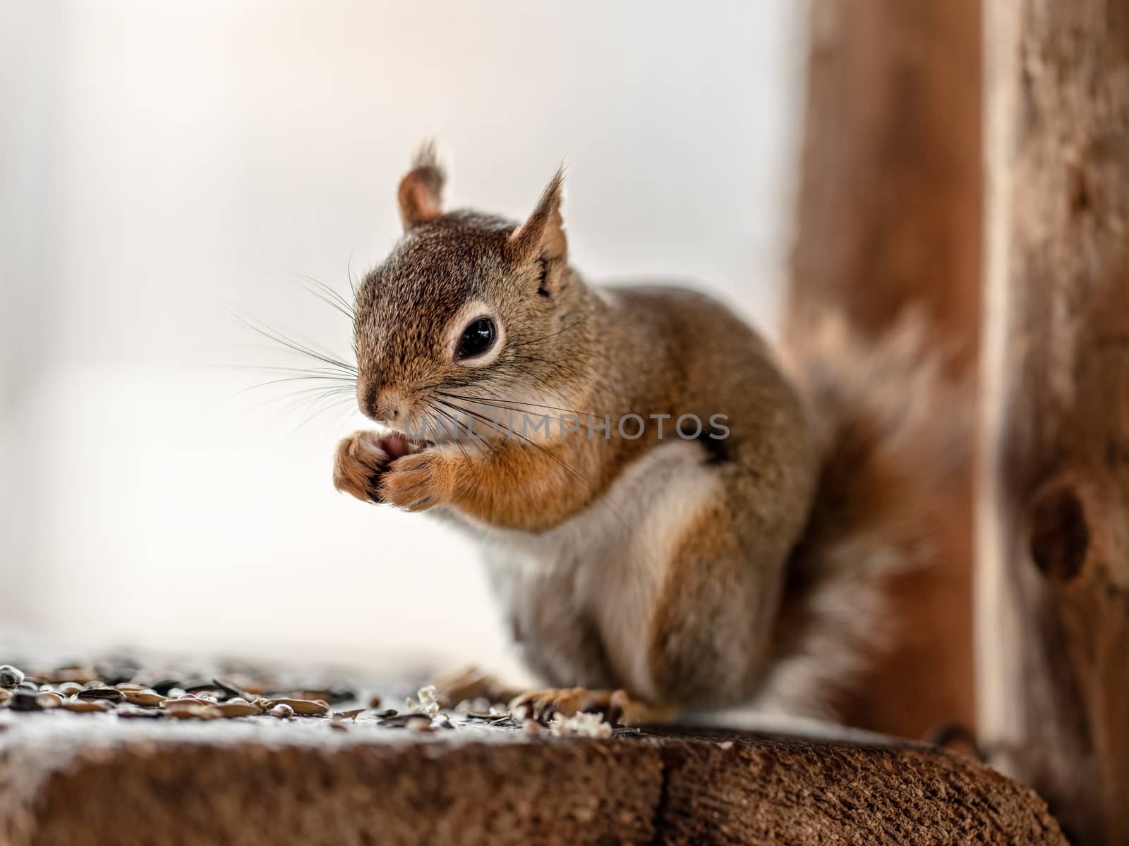 American red squirrel Tamiasciurus hudsonicus eating seeds, closeup detail by Ivanko