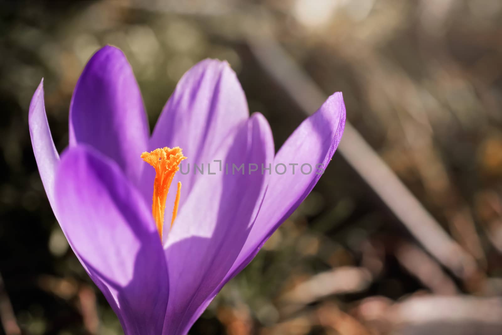 Sun shines on wild purple and yellow iris Crocus heuffelianus discolor flower growing in spring dry grass, closeup macro detail by Ivanko