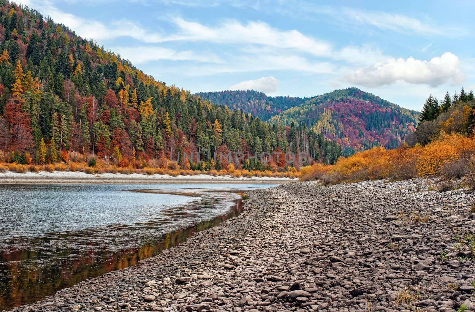 Calm lake with low water - round stones at shore visible, autumn coloured coniferous trees on other side, blue sky above by Ivanko