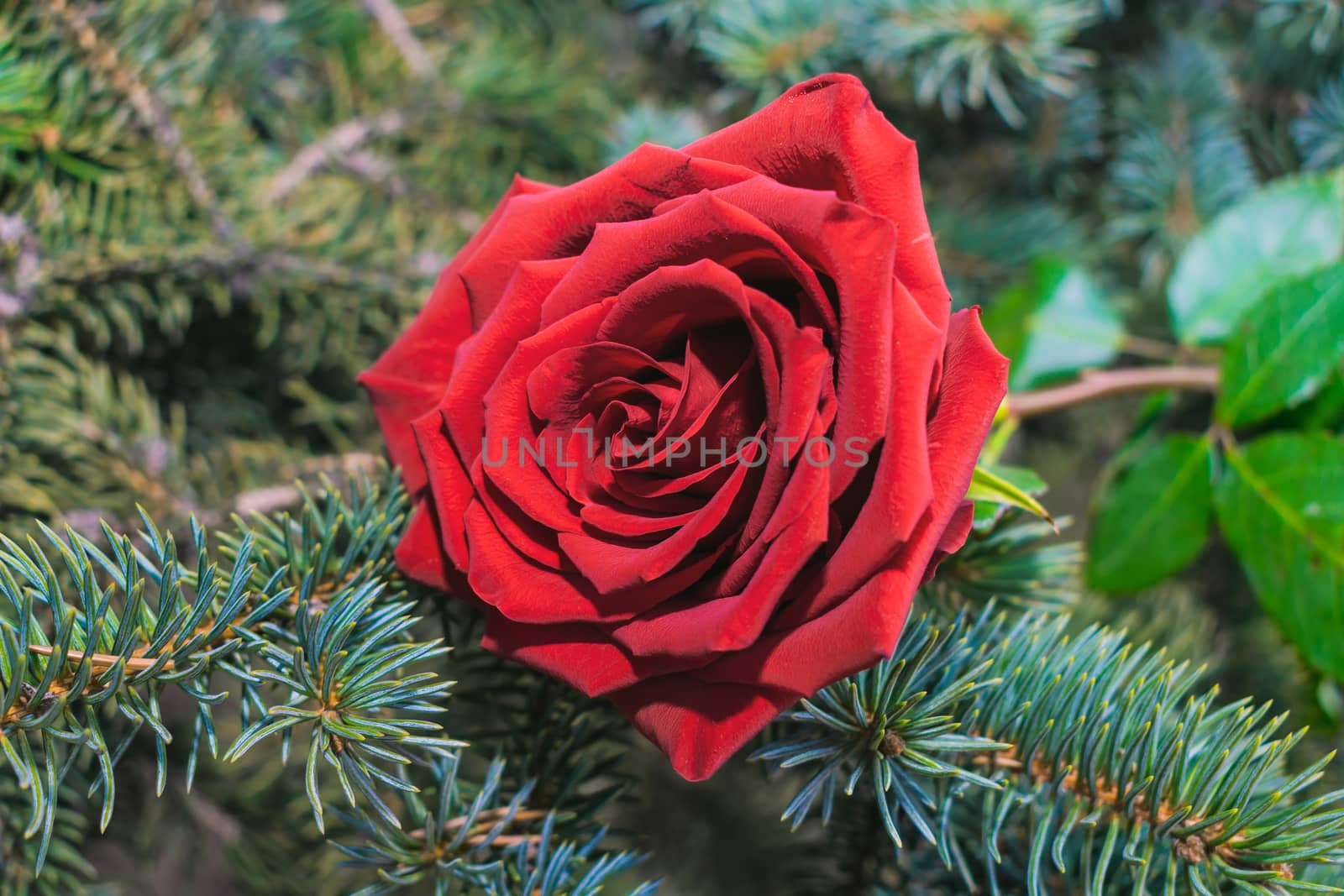 A beautiful and delicate red rose lies on the branches of a Christmas tree in the forest