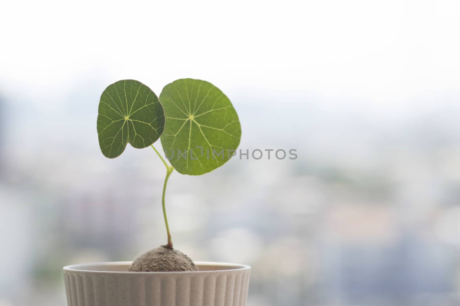 Stephania erecta with blurred background. Herbaceous plant with spherical leaves on blurred background.