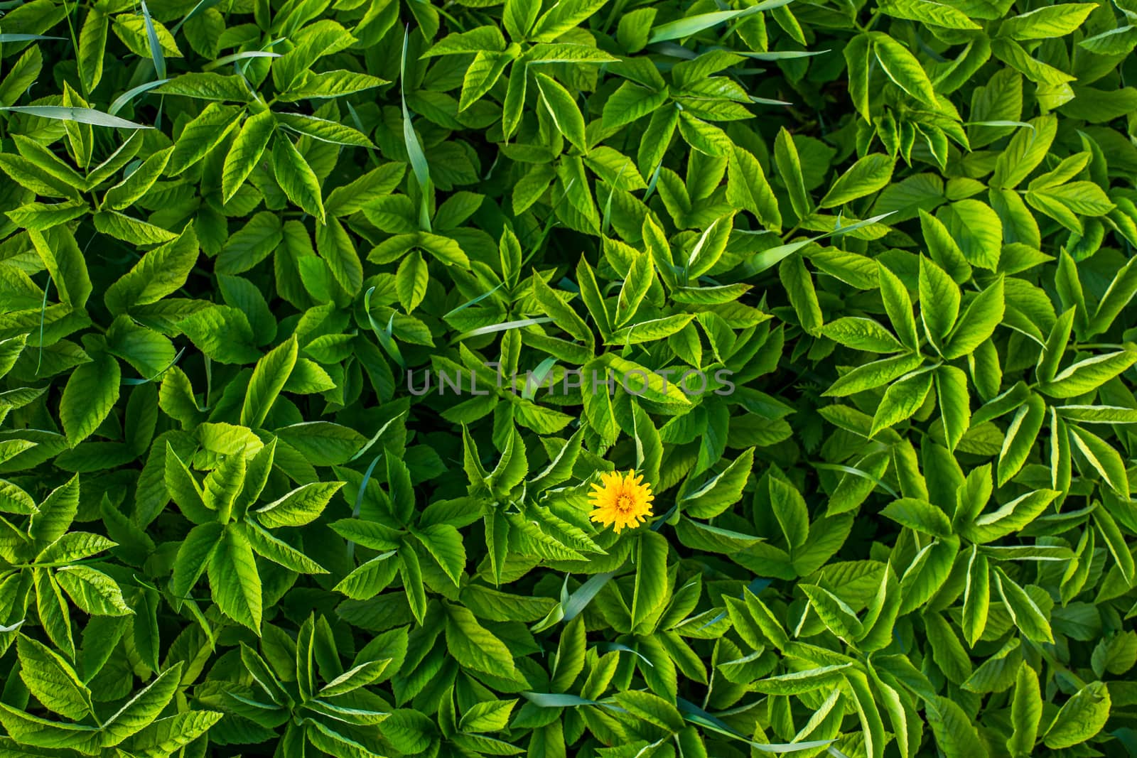 yellow dandelion in goutweed leaves flat background with selective focus