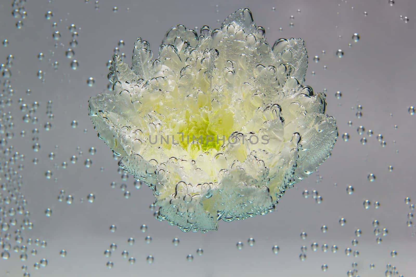 White chrysanthemum coverd by air bubbles underwater on white background