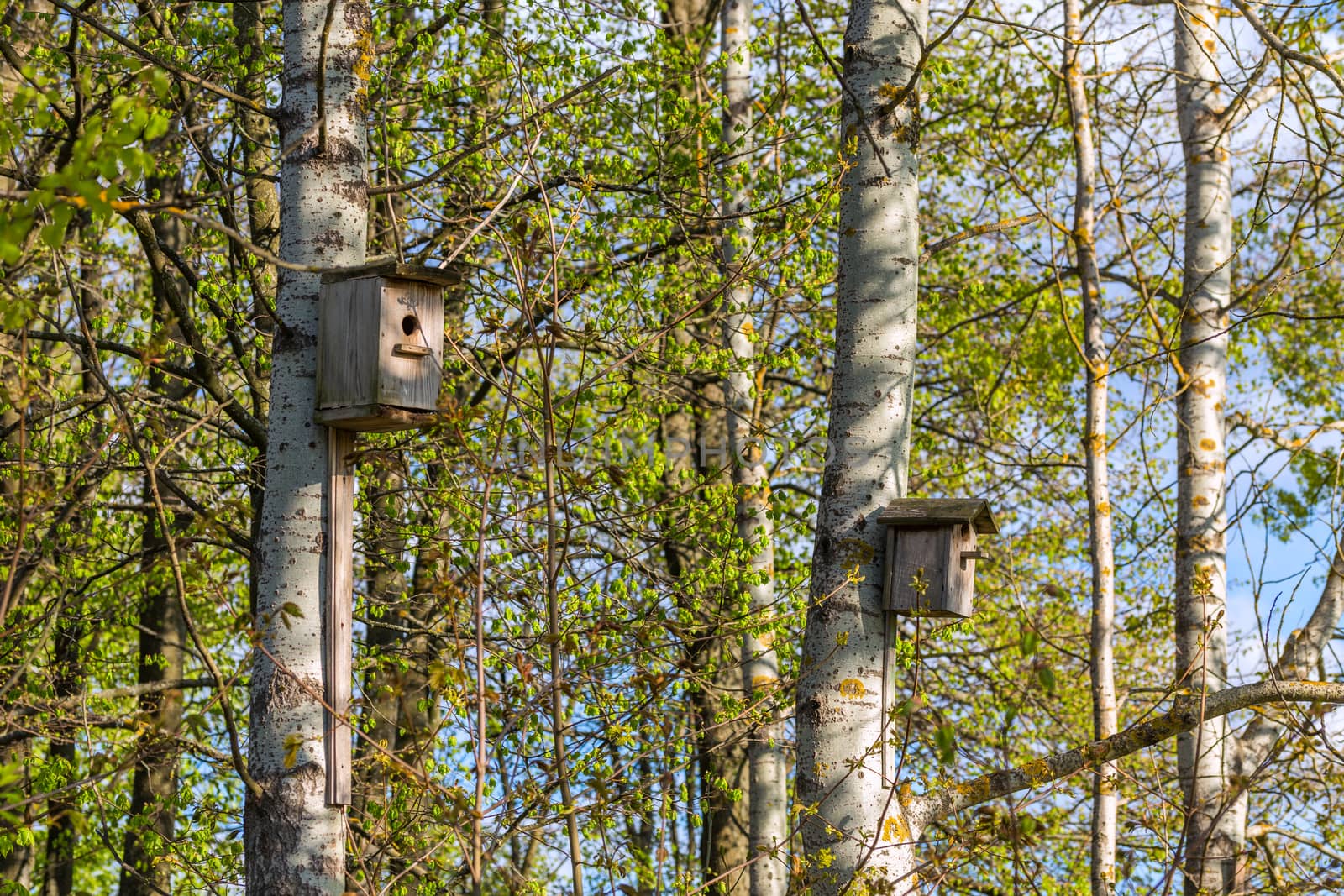 two empty birdhouses on poplar trees in spring daylight with selective focus