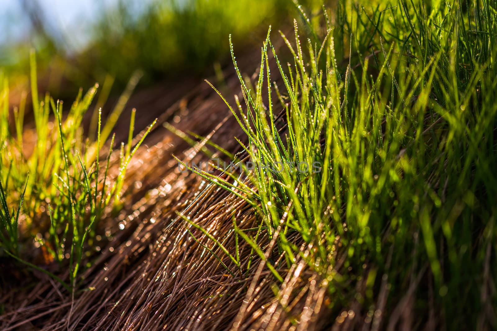 spring grass renovation closeup shot with selective focus and bokeh blur