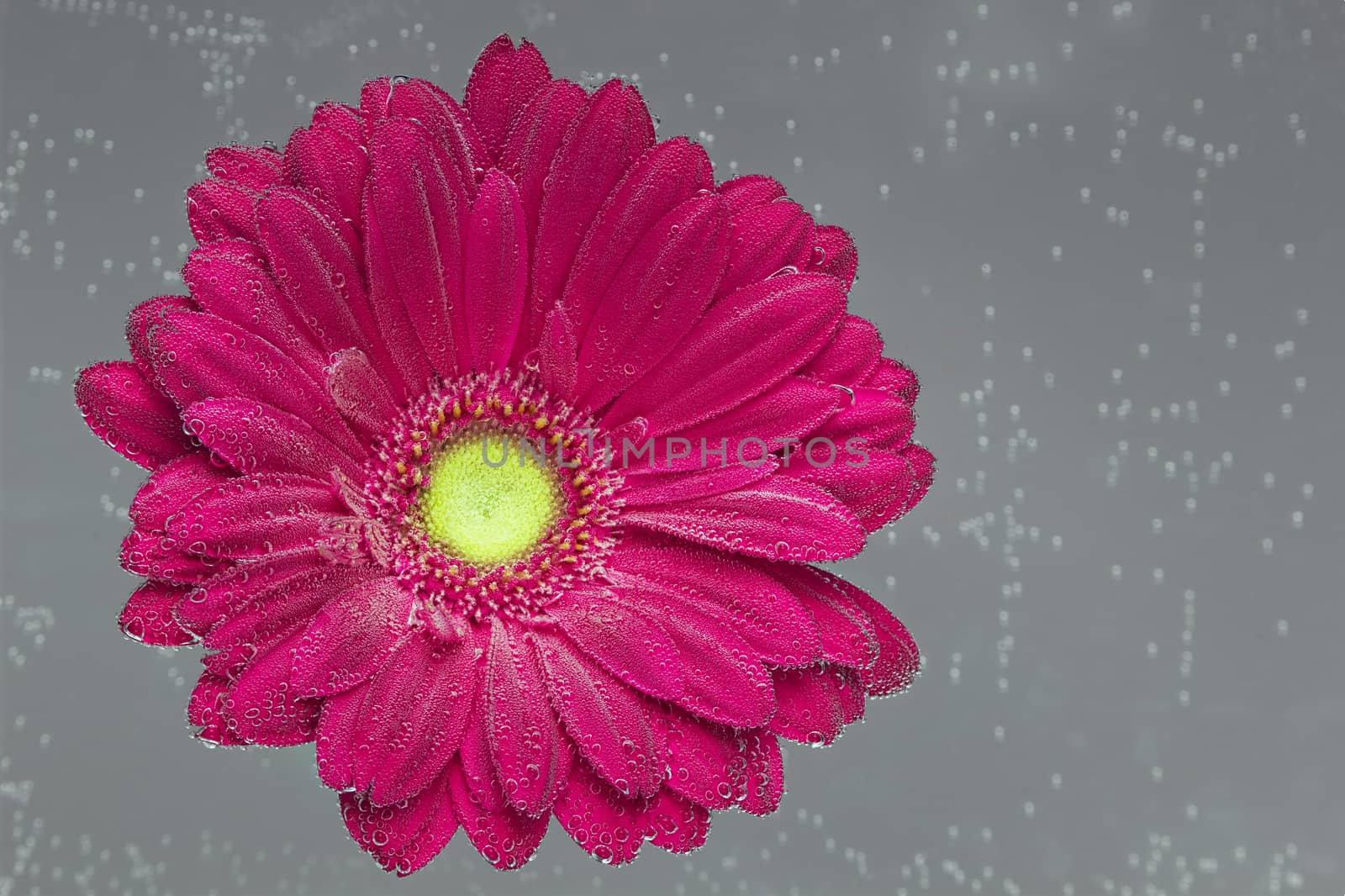 Red Gerbera jamesonii flower underwater with air bubbles on gray background