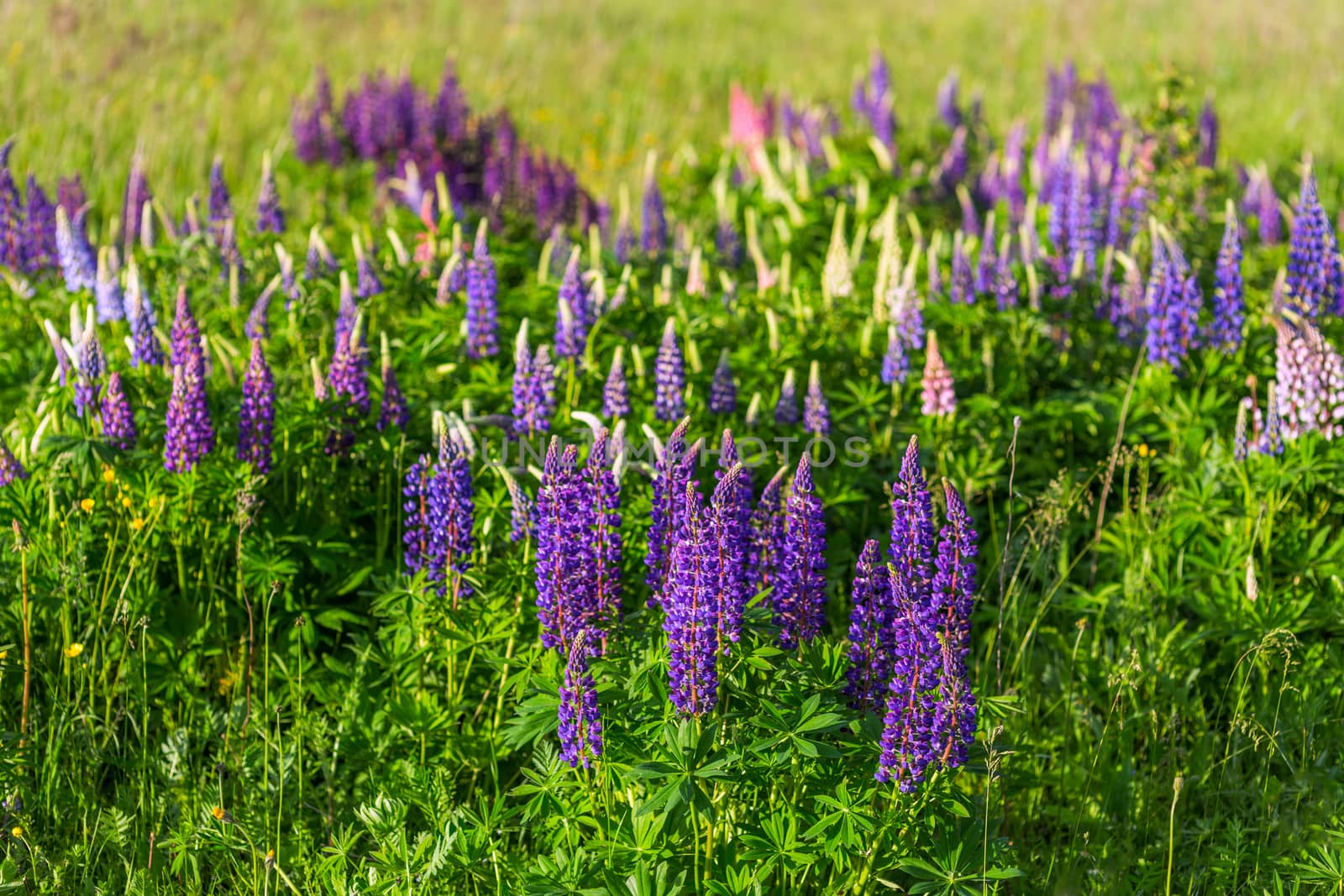 lupines in field with selective focus blurry background
