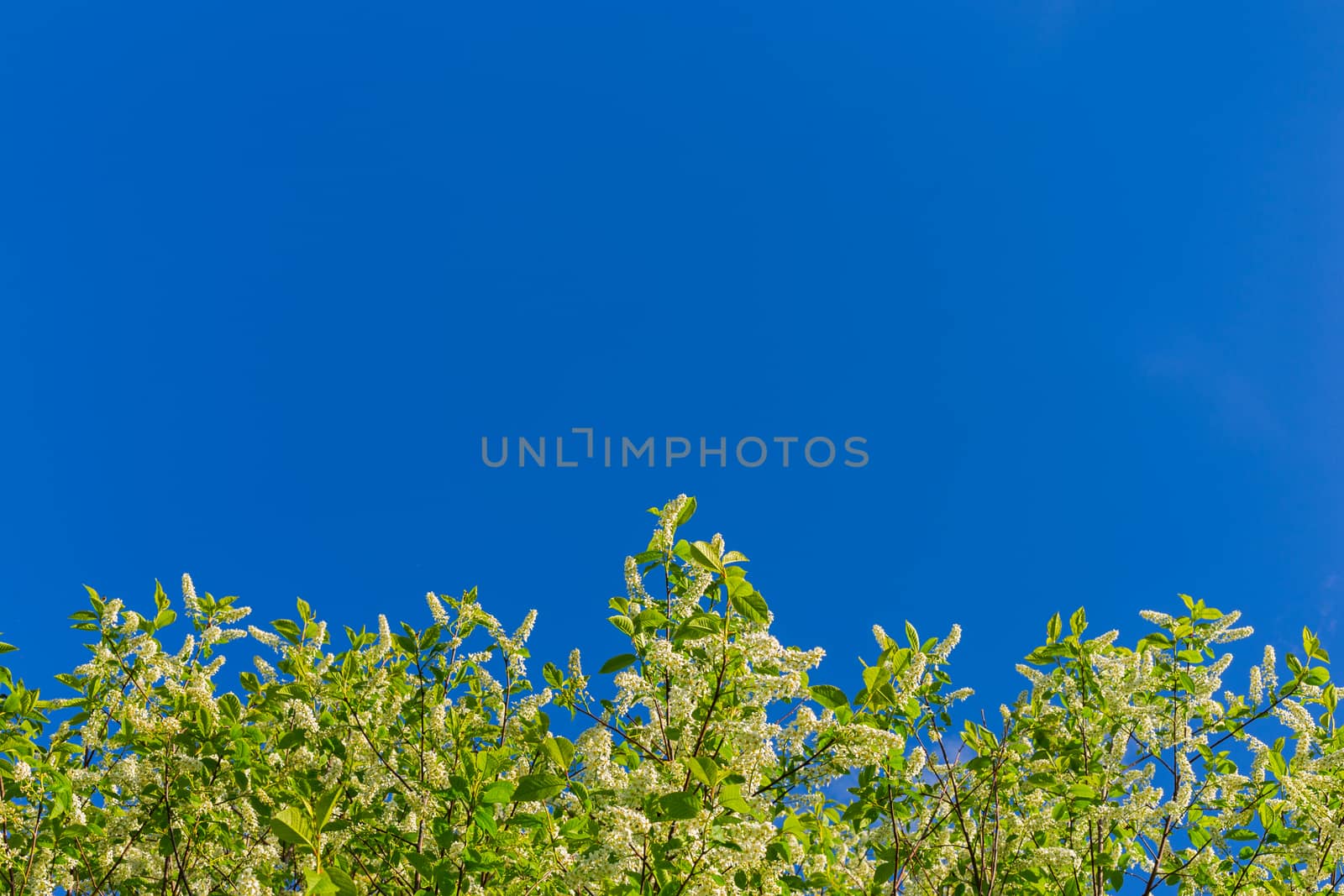 florescence of bird-cherry on clear blue sky 