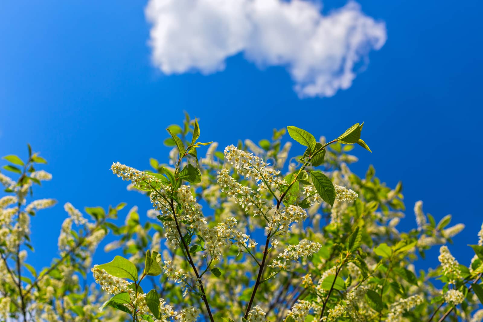 florescence of bird-cherry on blue sky with single cloud