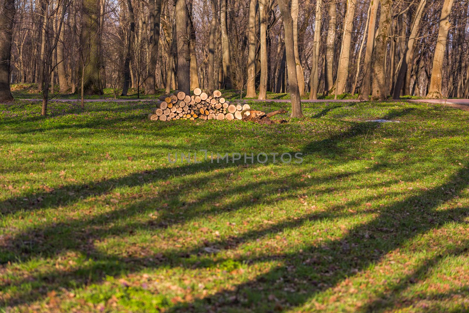 firewood stack in spring forest with selective focus background