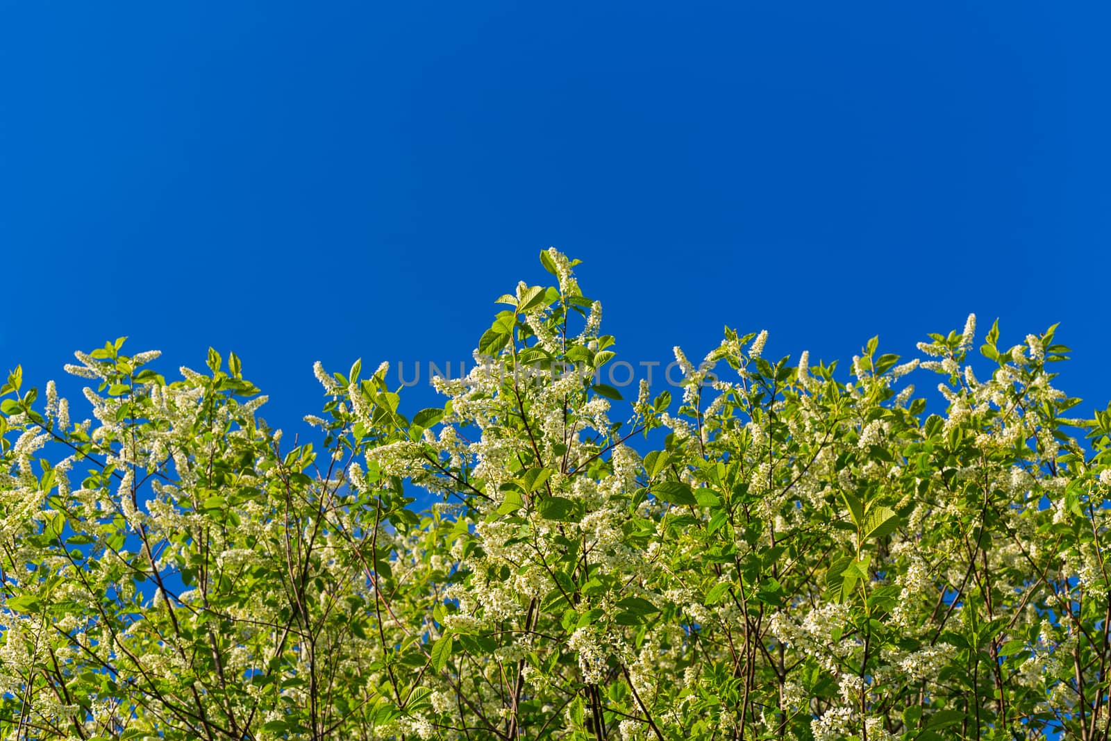 florescence of bird-cherry on clear blue sky