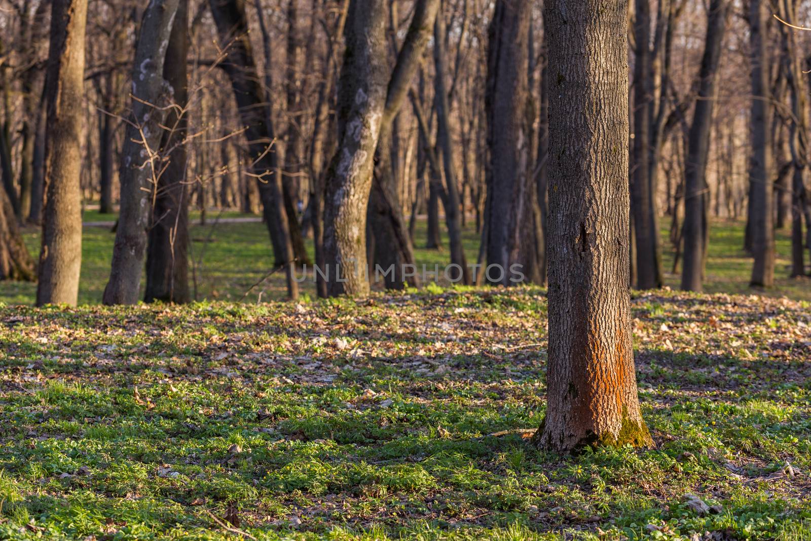 empty spring forest background with selective focus