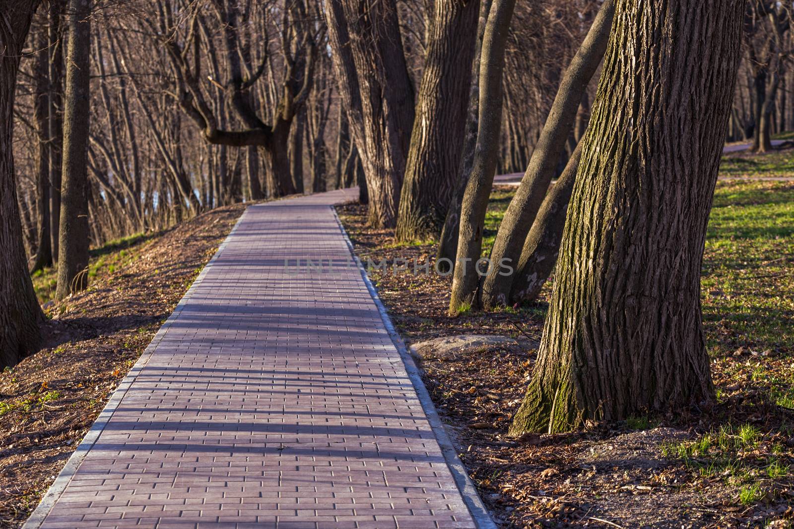 early spring pathway in park selective focus scene with direct side sunlight