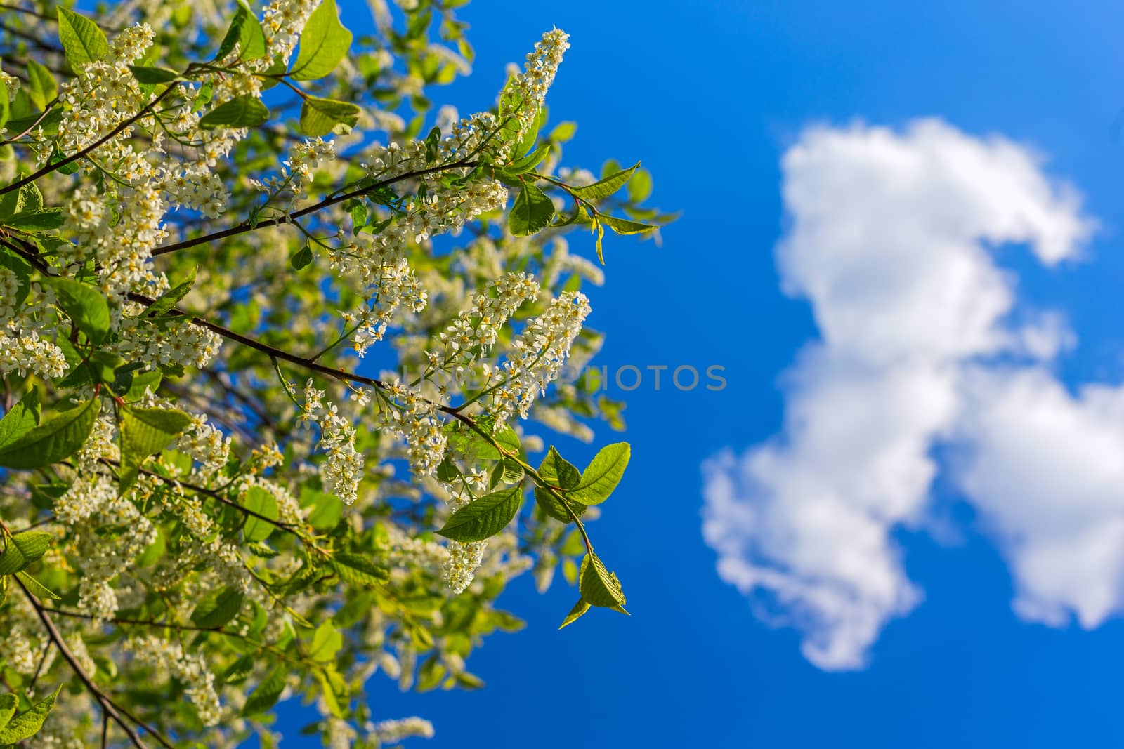 florescence of bird-cherry on blue sky with single cloud