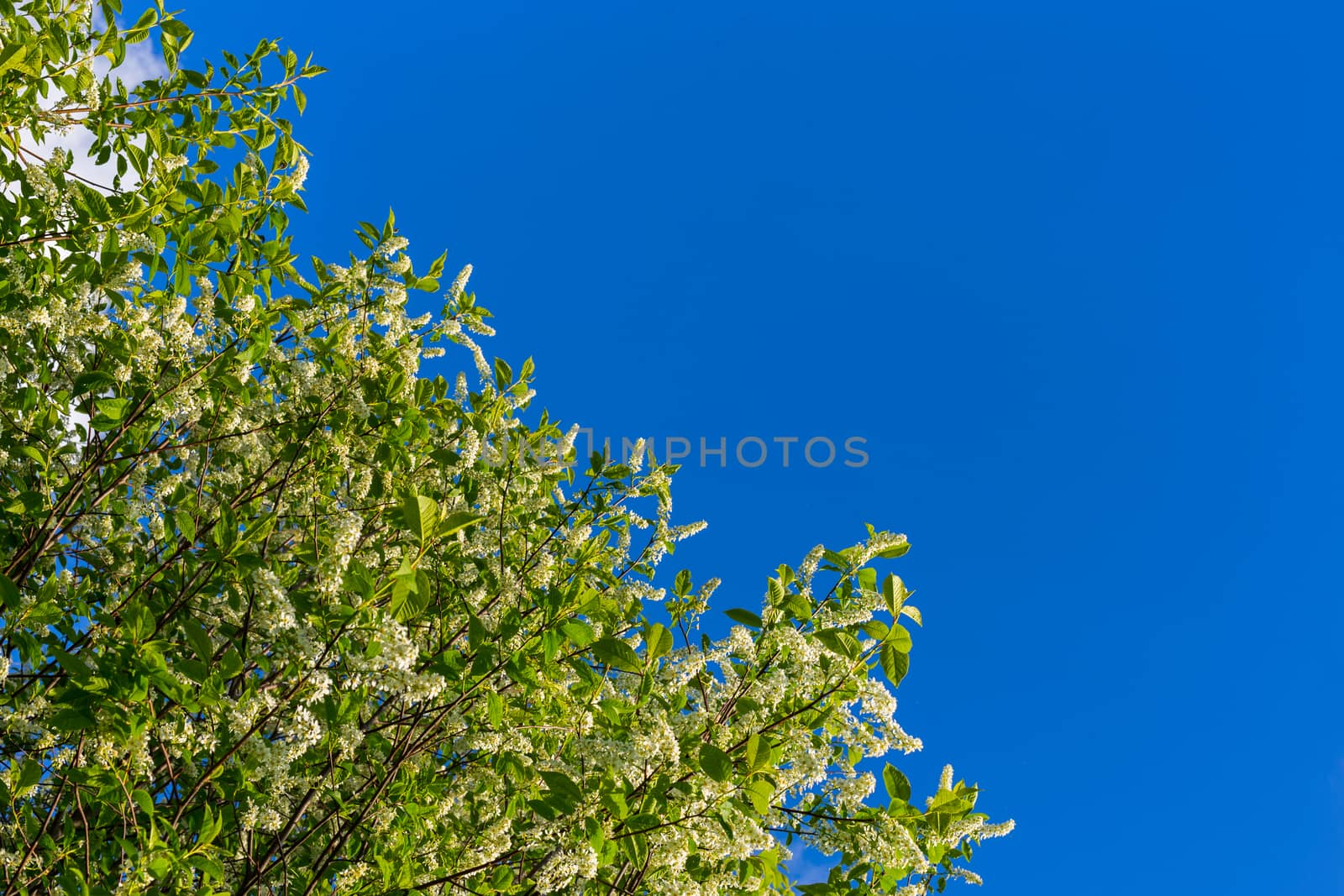 florescence of bird-cherry on clear blue sky