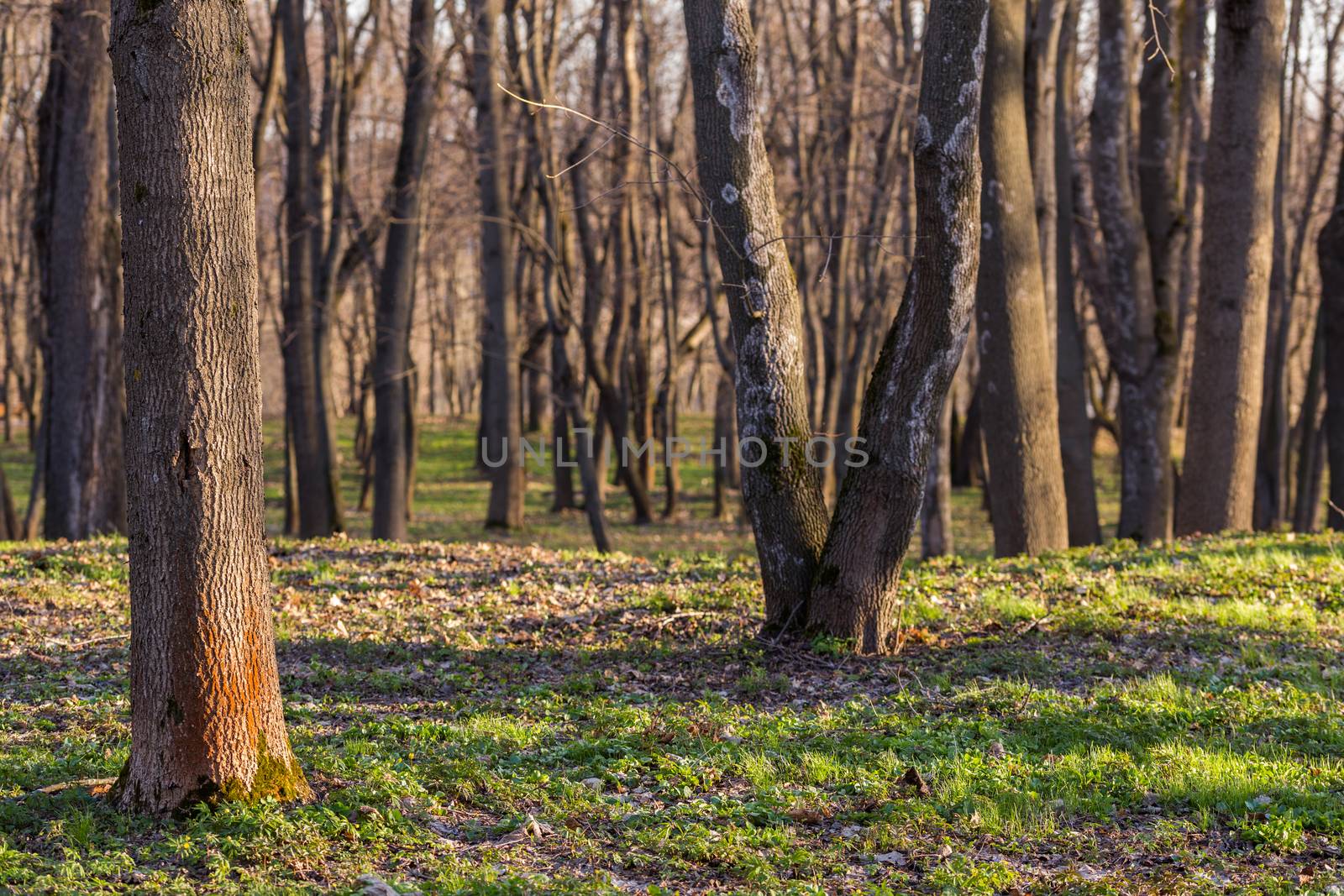 empty spring forest background with selective focus
