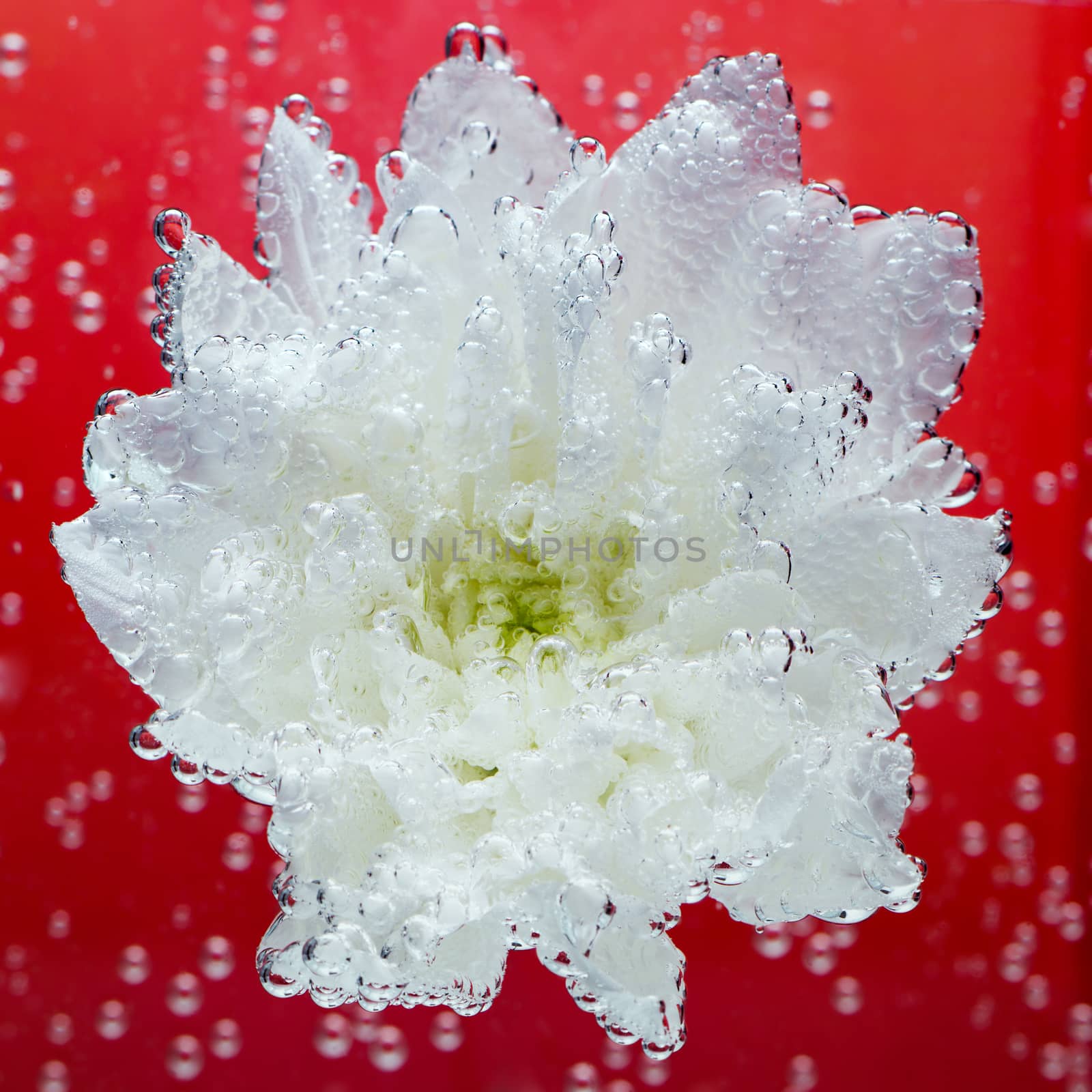 White chrysanthemum coverd by air bubbles underwater on red background with selective focus