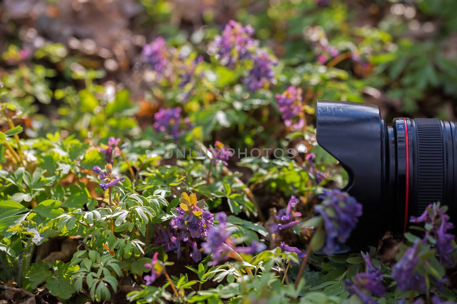 big black camera lens with hood shooting flowers in grass from ground level 