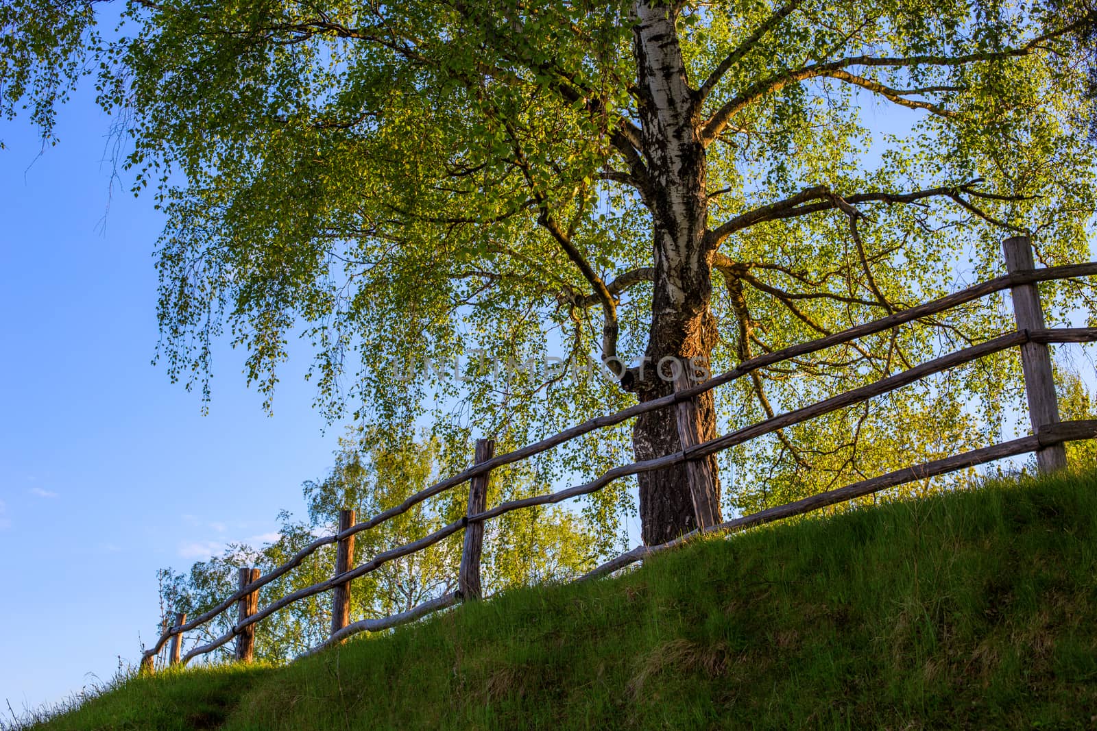 barnwood fence on hill with birch tree upward view