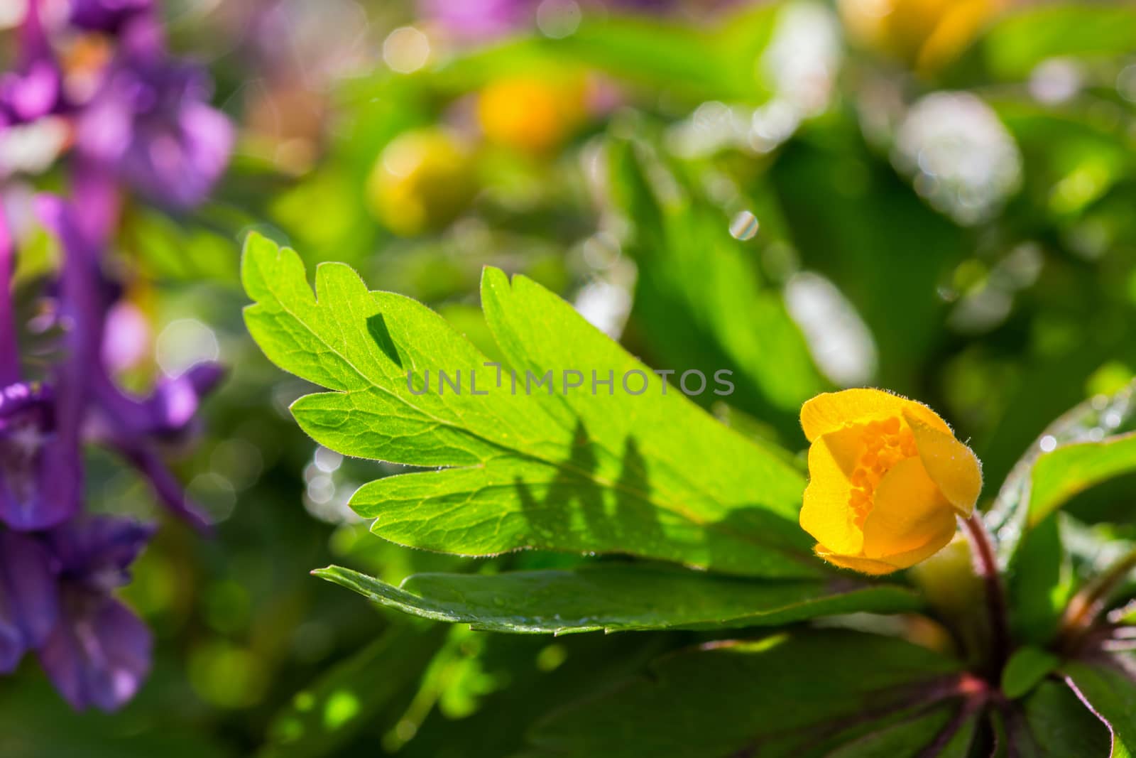 small yellow Anemone ranunculoides with selective focus