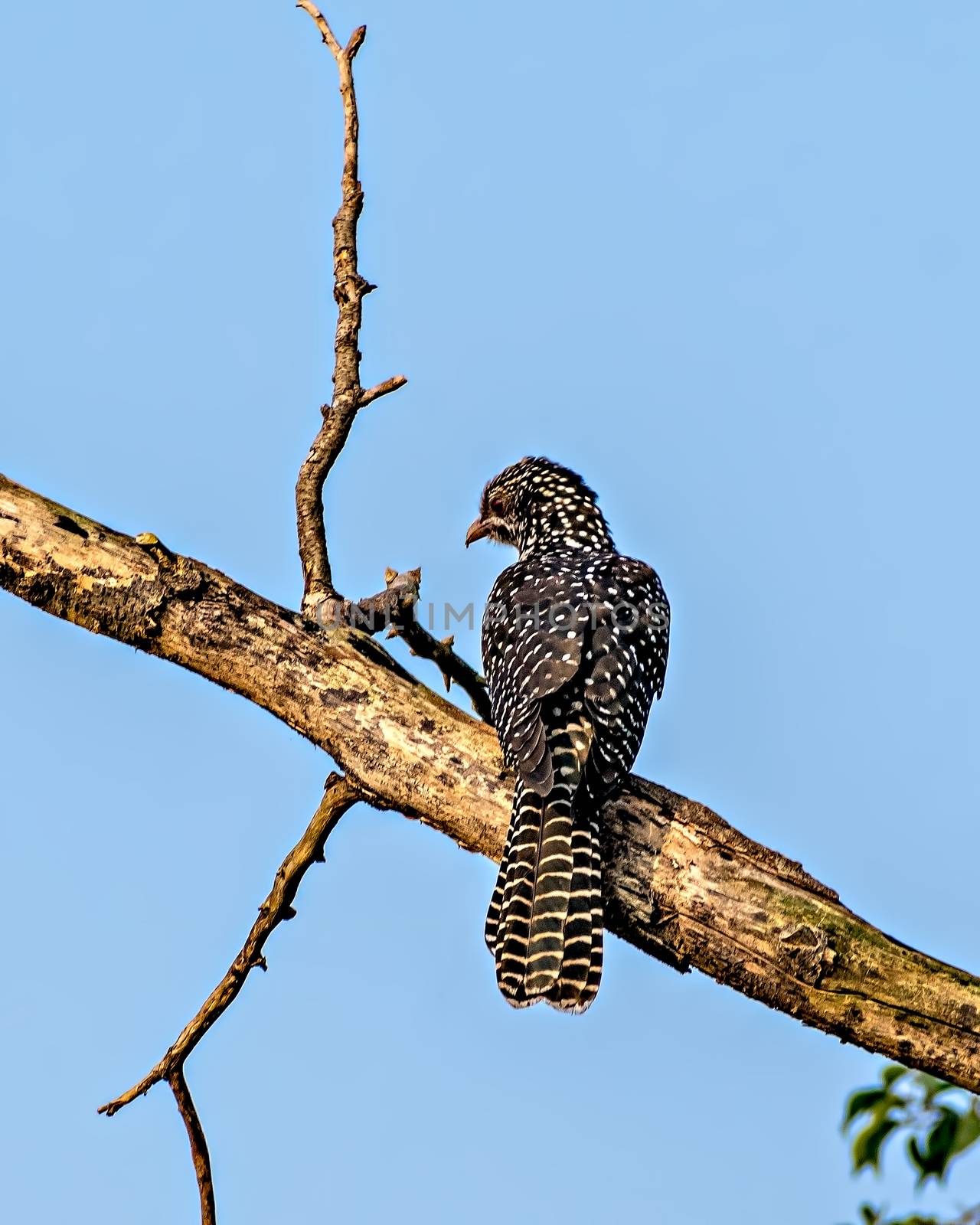 Black Asian Koel(Eudynamys scolopaceus) , female bird sitting on branch of tree.