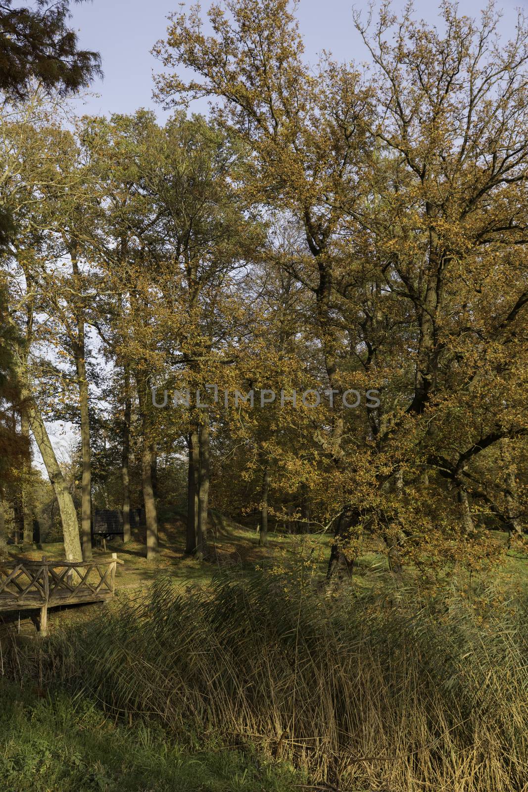 autum forest with red brown and golden colors in national park de veluwe in holland