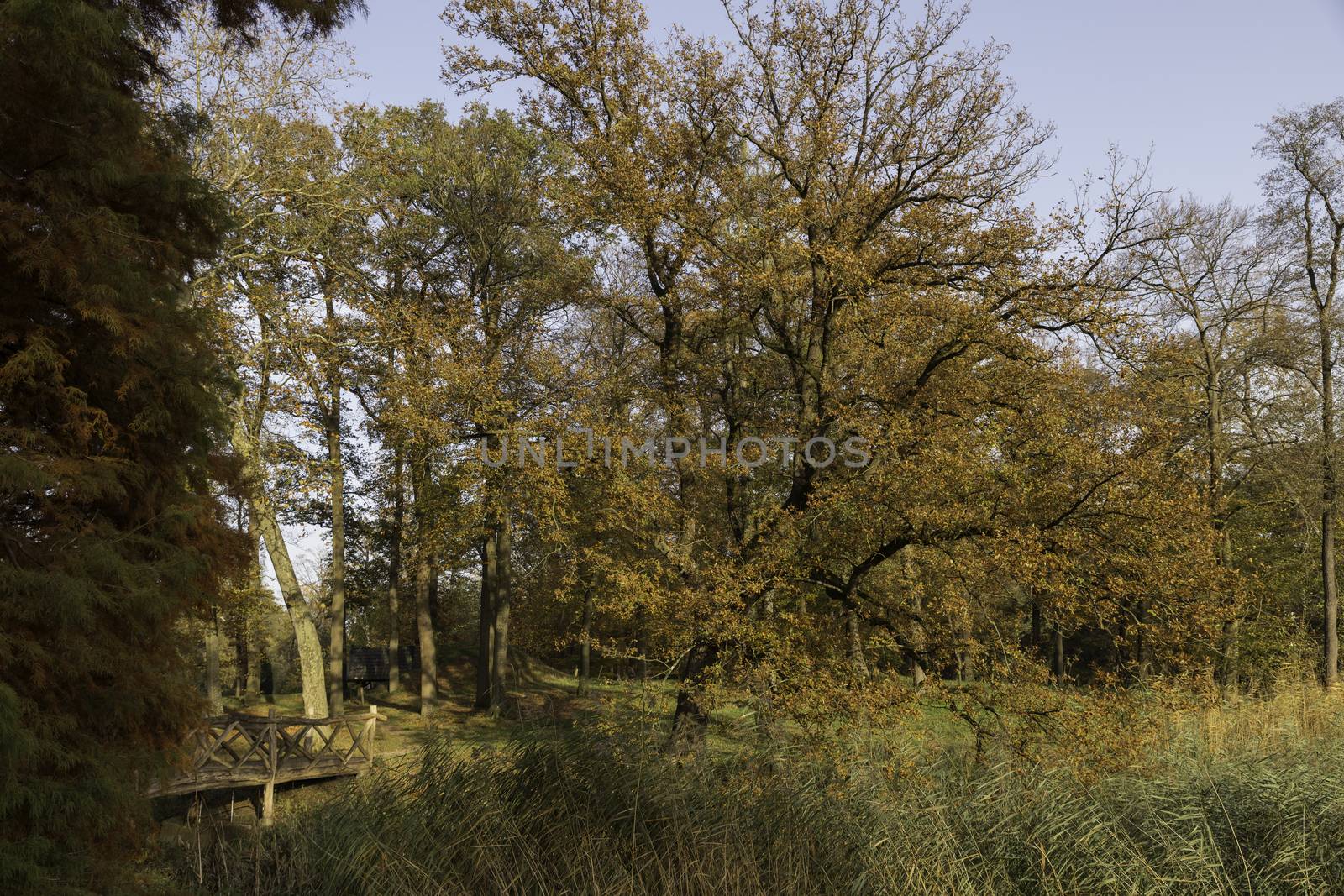 autum forest with red brown and golden colors in national park de veluwe in holland
