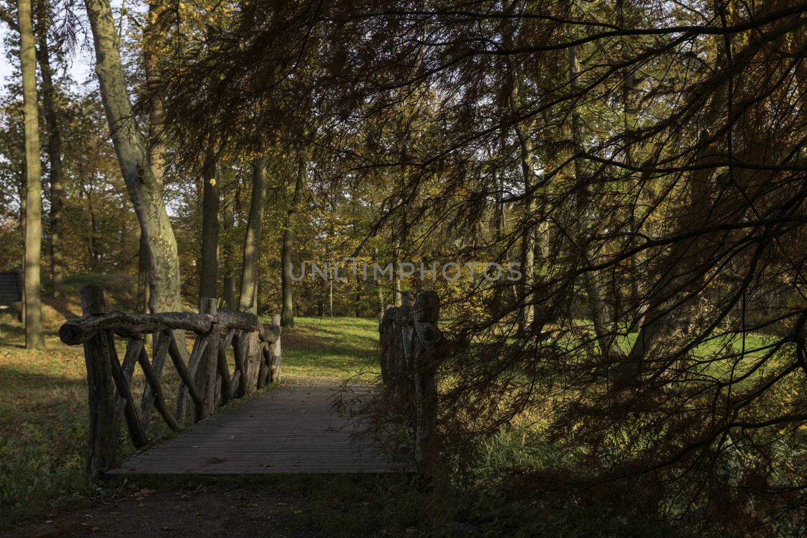 autum forest with red brown and golden colors in national park de veluwe in holland