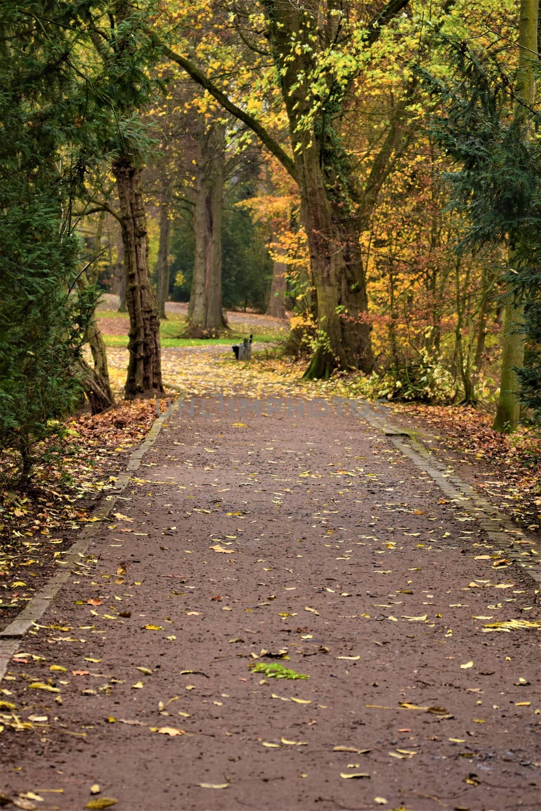 Path in the park surrounded by trees in autumn by Luise123