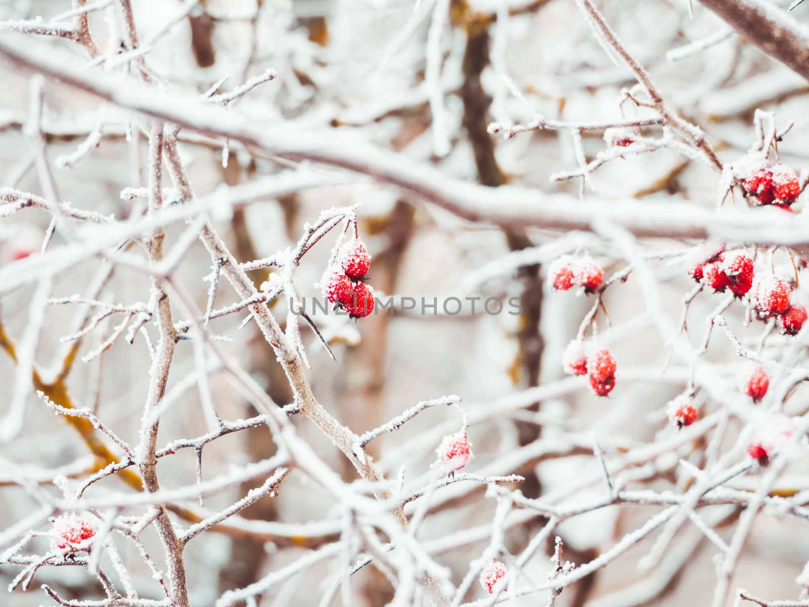 Hawthorn branches with red berries covered with frost. Frozen be by aksenovko