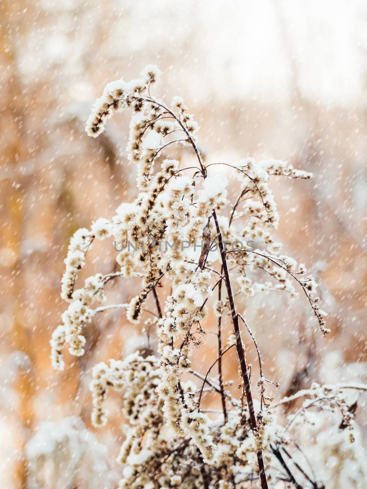 Dried grass under the snow. Snowfall in forest. Winter season. N by aksenovko