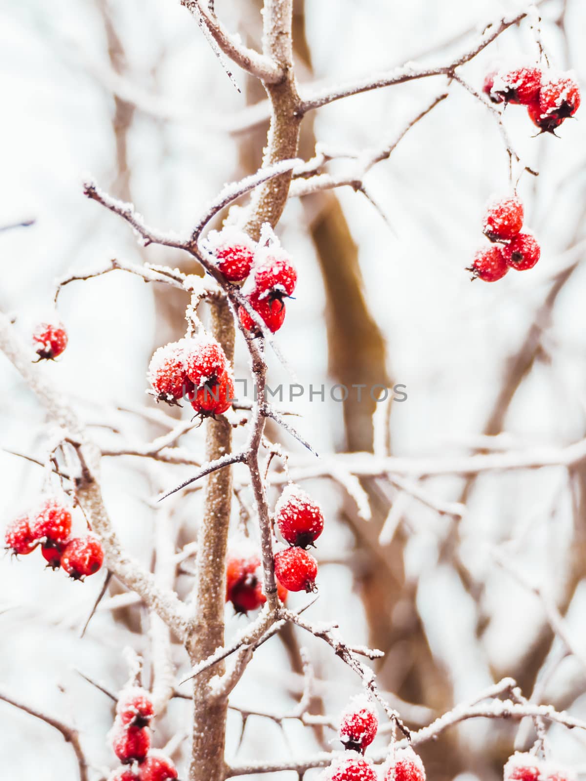 Hawthorn branches with red berries covered with frost. Frozen be by aksenovko