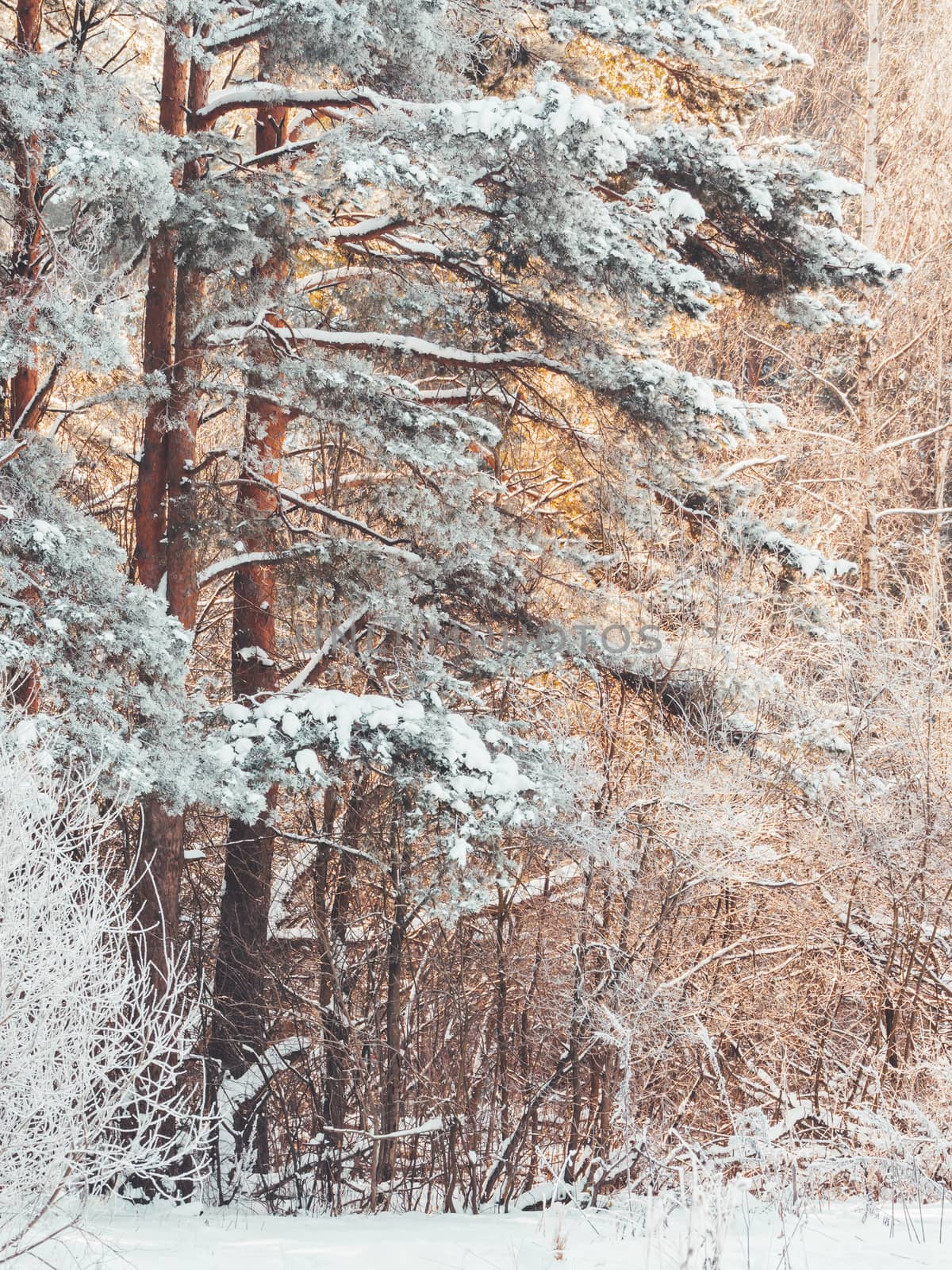 Winter in forest. Snowy weather in wood at sunny day. Pine trees after snowfall. Natural background.