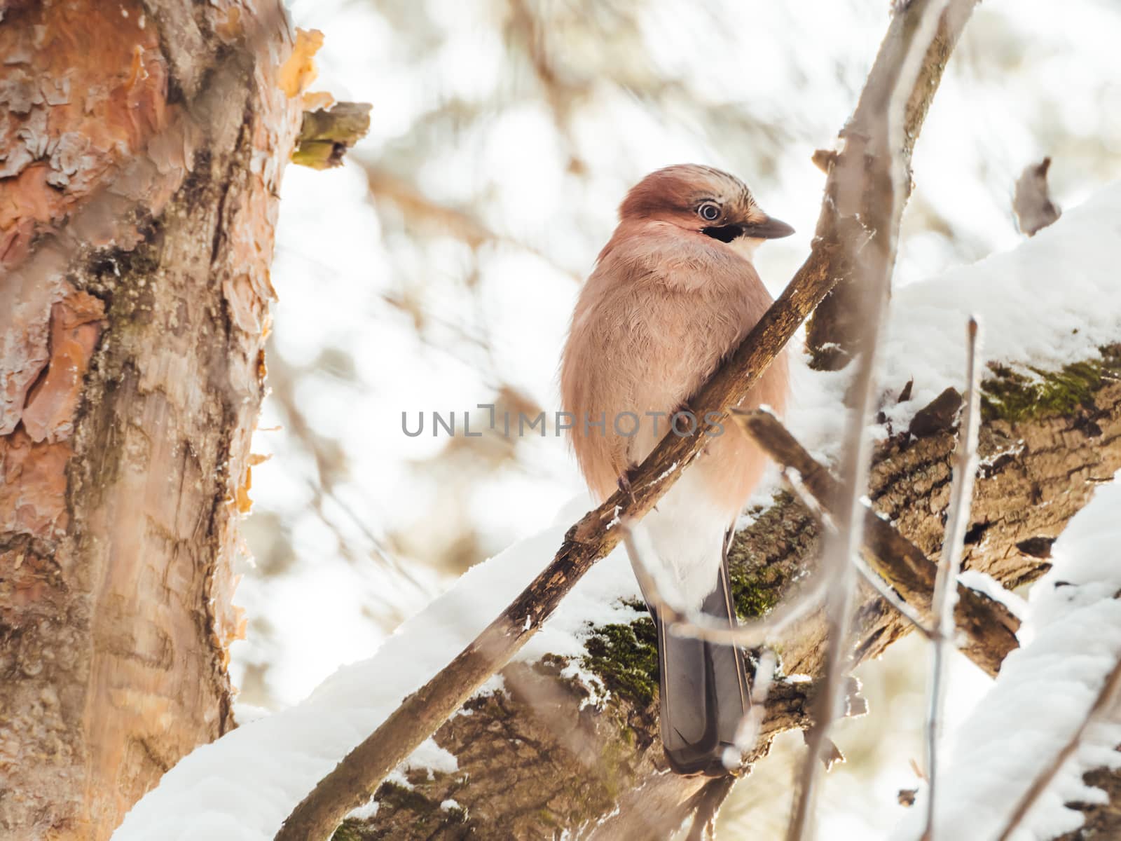 Eurasian jay or Garrulus glandarius is sitting on fir tree branc by aksenovko