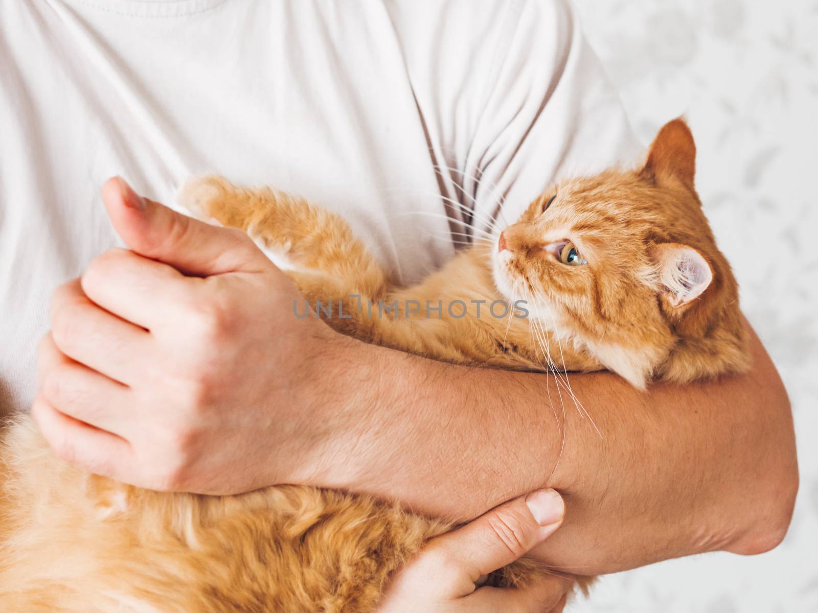 Man cuddles cute ginger cat. Fluffy pet looks pleased and sleepy. Fuzzy domestic animal. Cat lover.