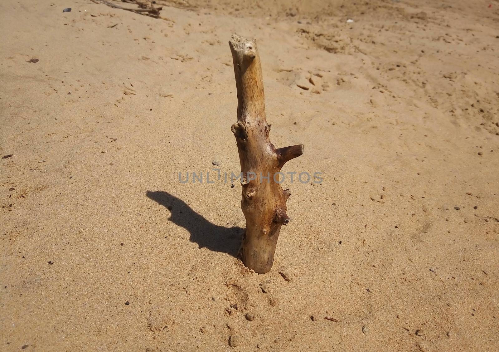 Old snag on a sandy beach on a bright Sunny day.