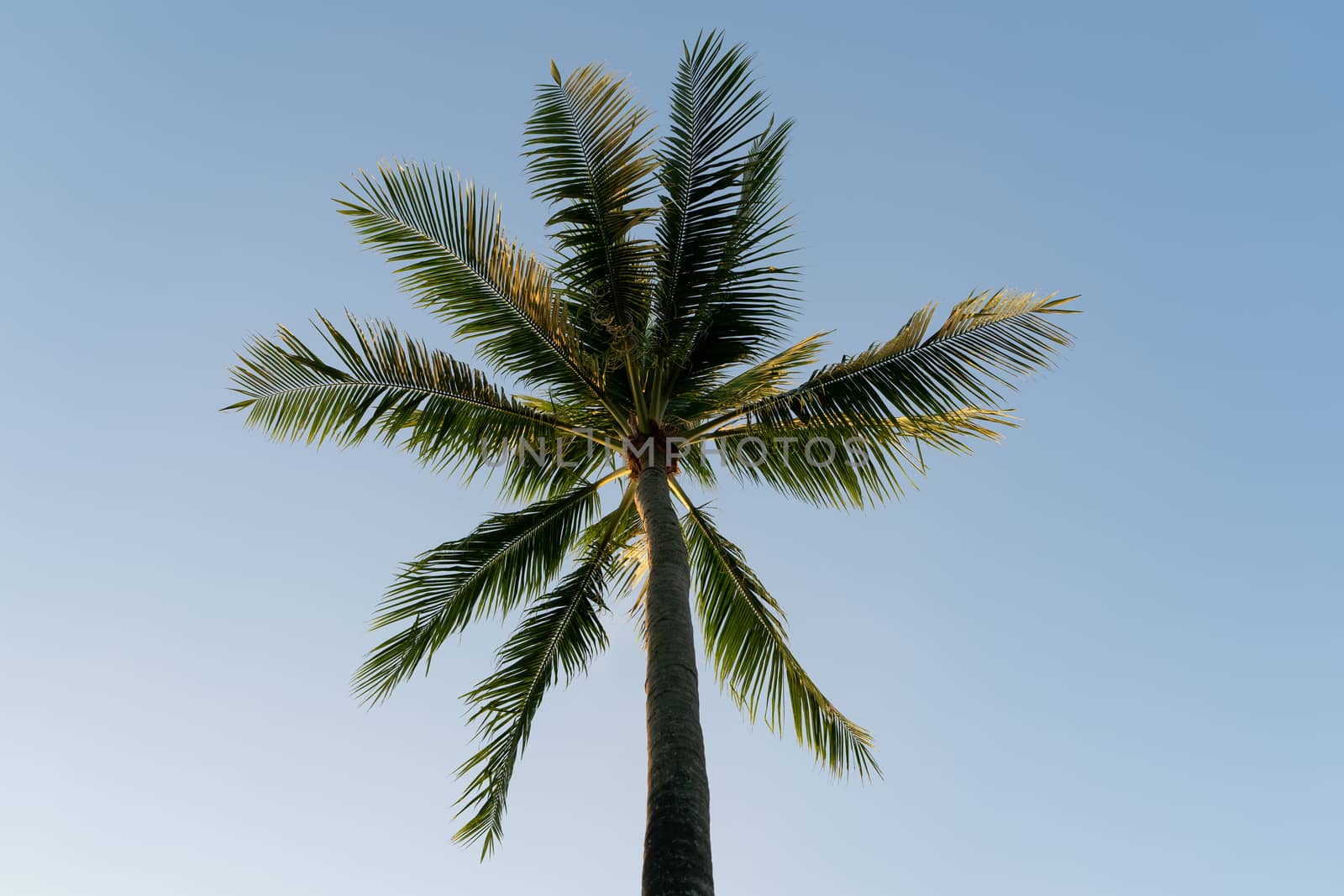 Coconuts palm tree on a sky background.