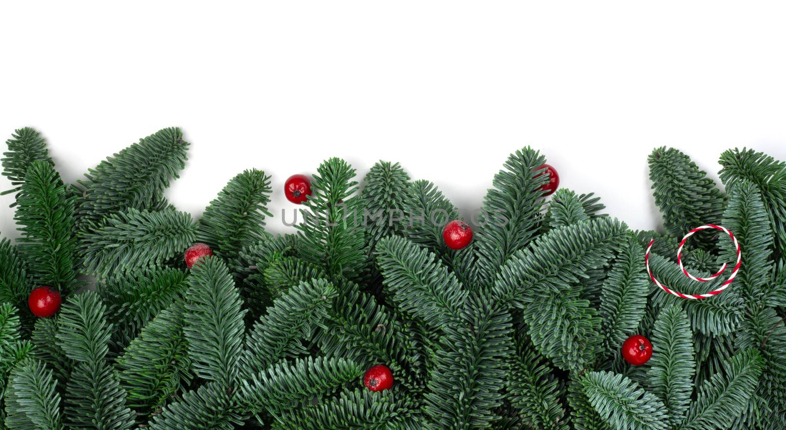 Traditional green christmas tree noble fir and red holly berries border frame isolated on white background copy space for text