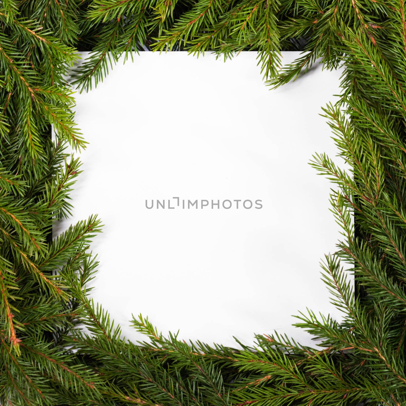 Natural fir Christmas tree square border frame isolated on white , copy space for text