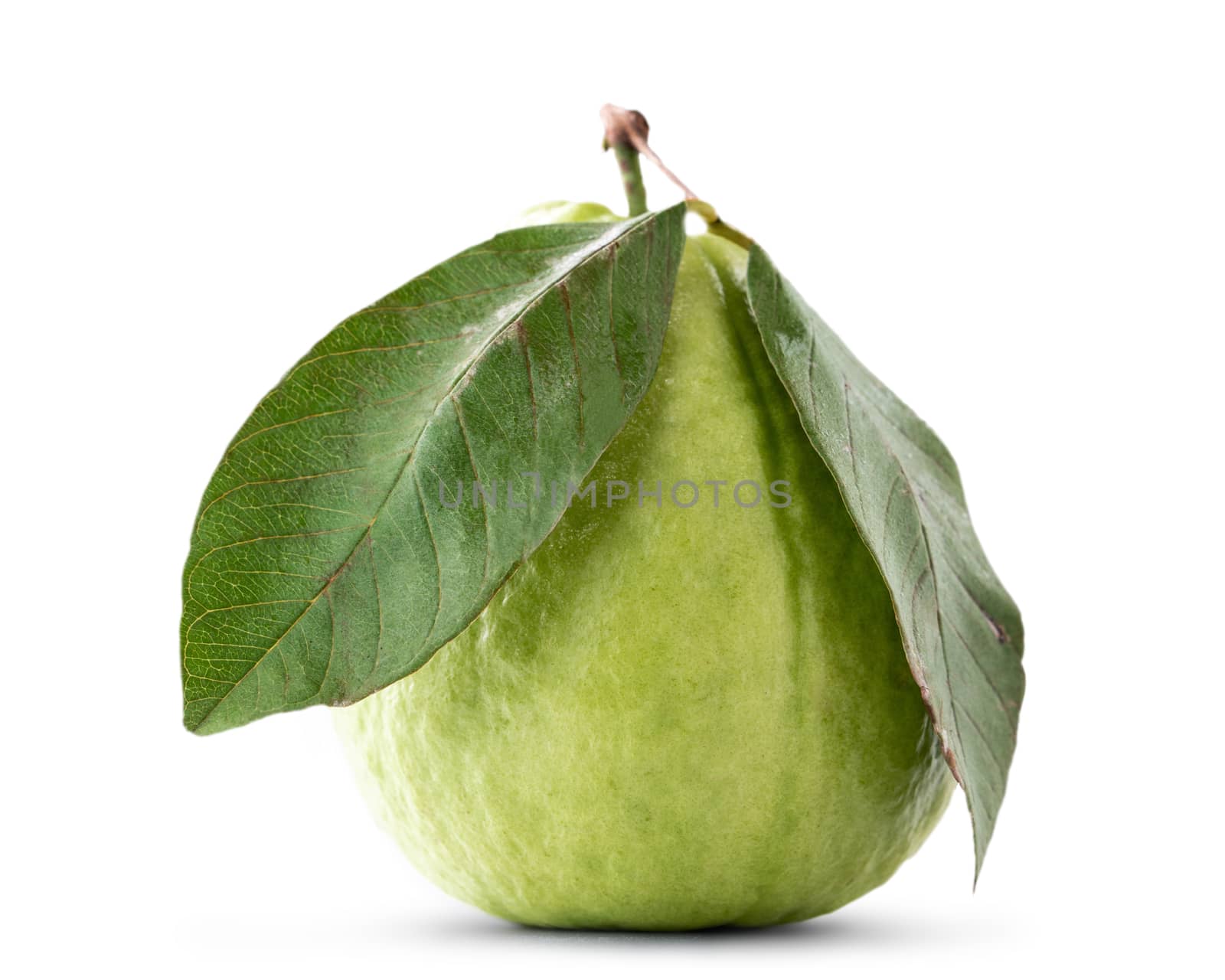 Beautiful delicious guava fruit with fresh green leaves isolated on white background, clipping path, cut out.