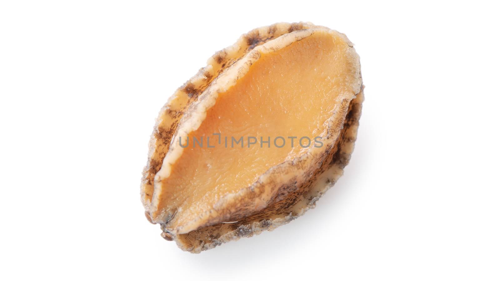 Close up of beautiful raw abalone seafood isolated on white background, clipping path cut out.