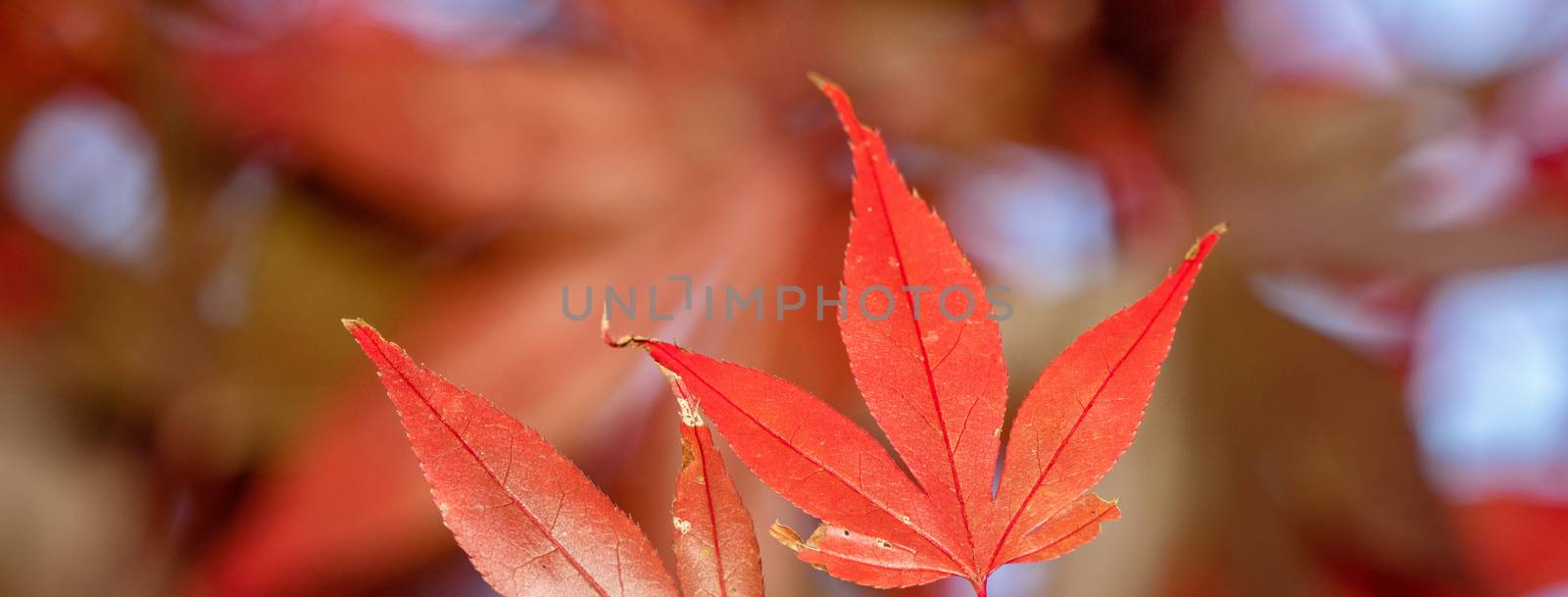 Close up of beautiful maple leaves isolated on bokeh blurry back by ROMIXIMAGE
