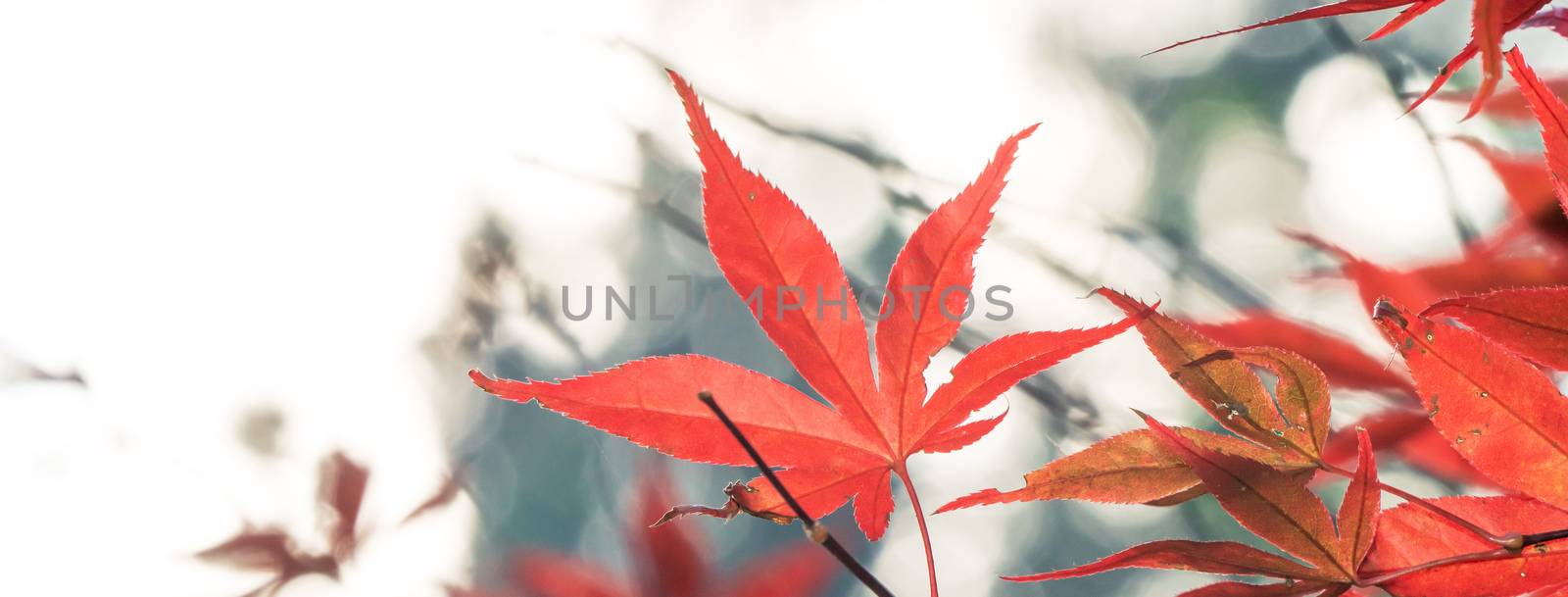 Close up of beautiful maple leaves isolated on bokeh blurry back by ROMIXIMAGE