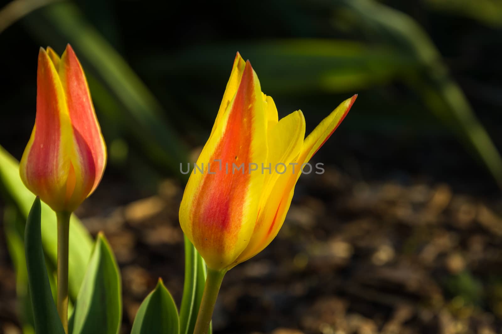 Closeup on two yellow-red tulips growing in the garden, spring view